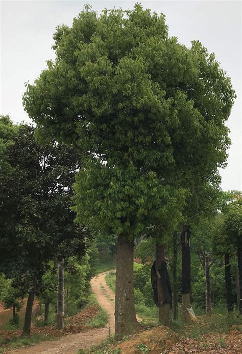 香樟木|樟树